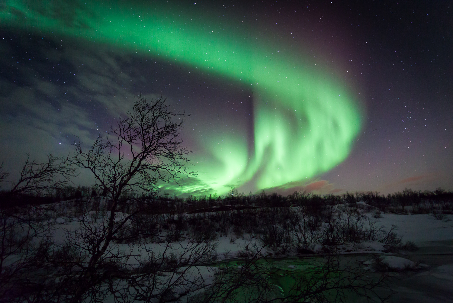 Green aurora over bare trees and snow at Ringvassøya near Tromsø.