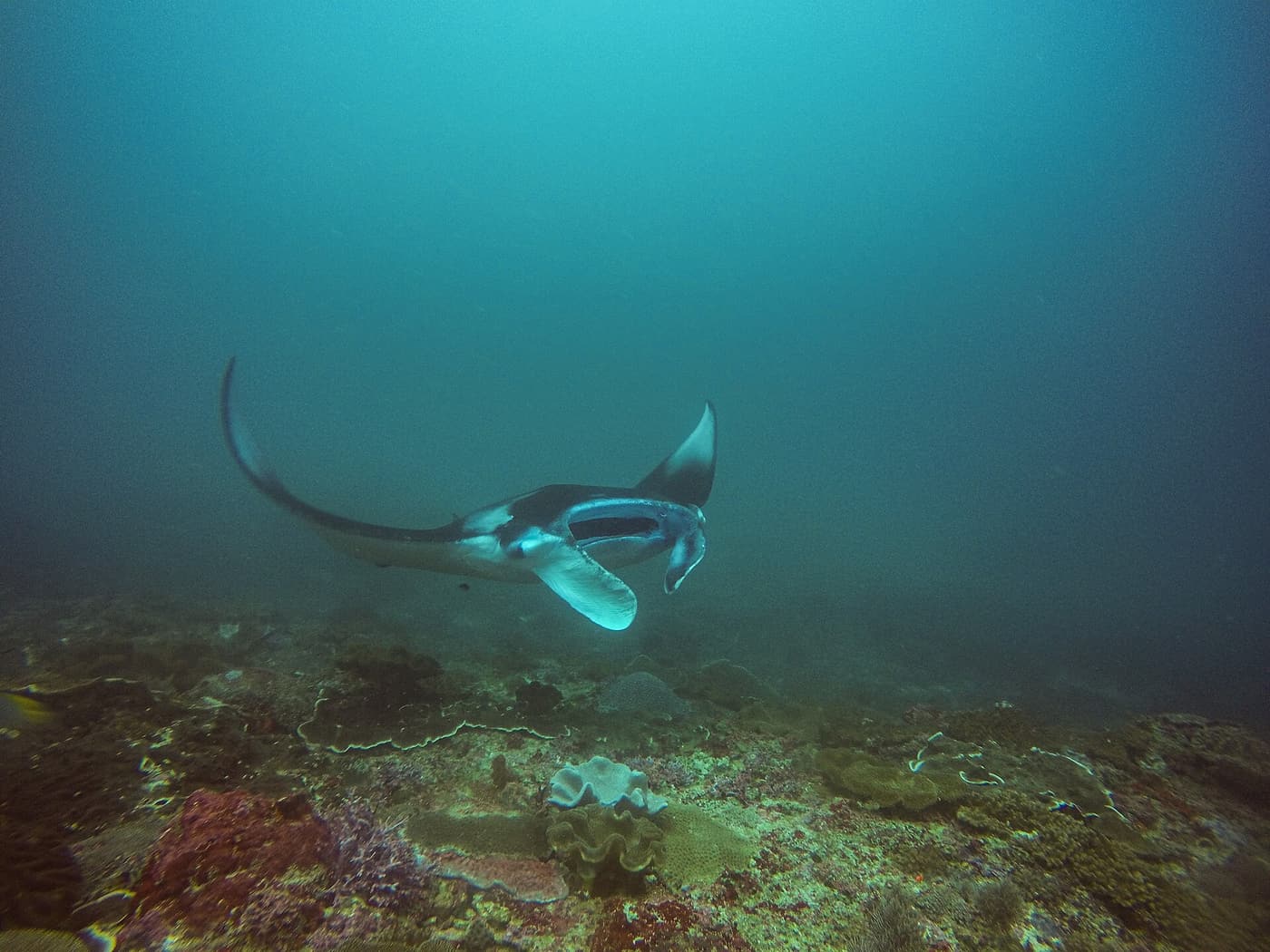 A manta ray gliding over a shallow reef in clear water.