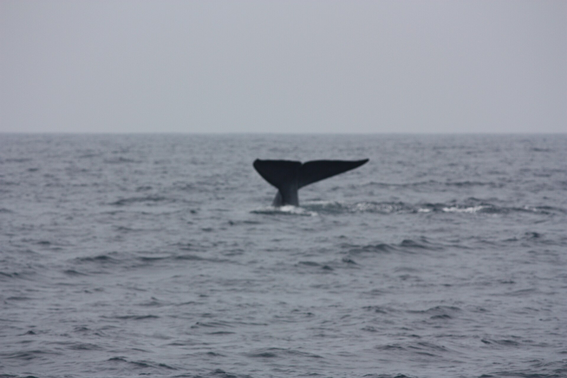 The tail fluke of a blue whale lifting above the Indian Ocean on a whale-watching trip off Mirissa, Sri Lanka.