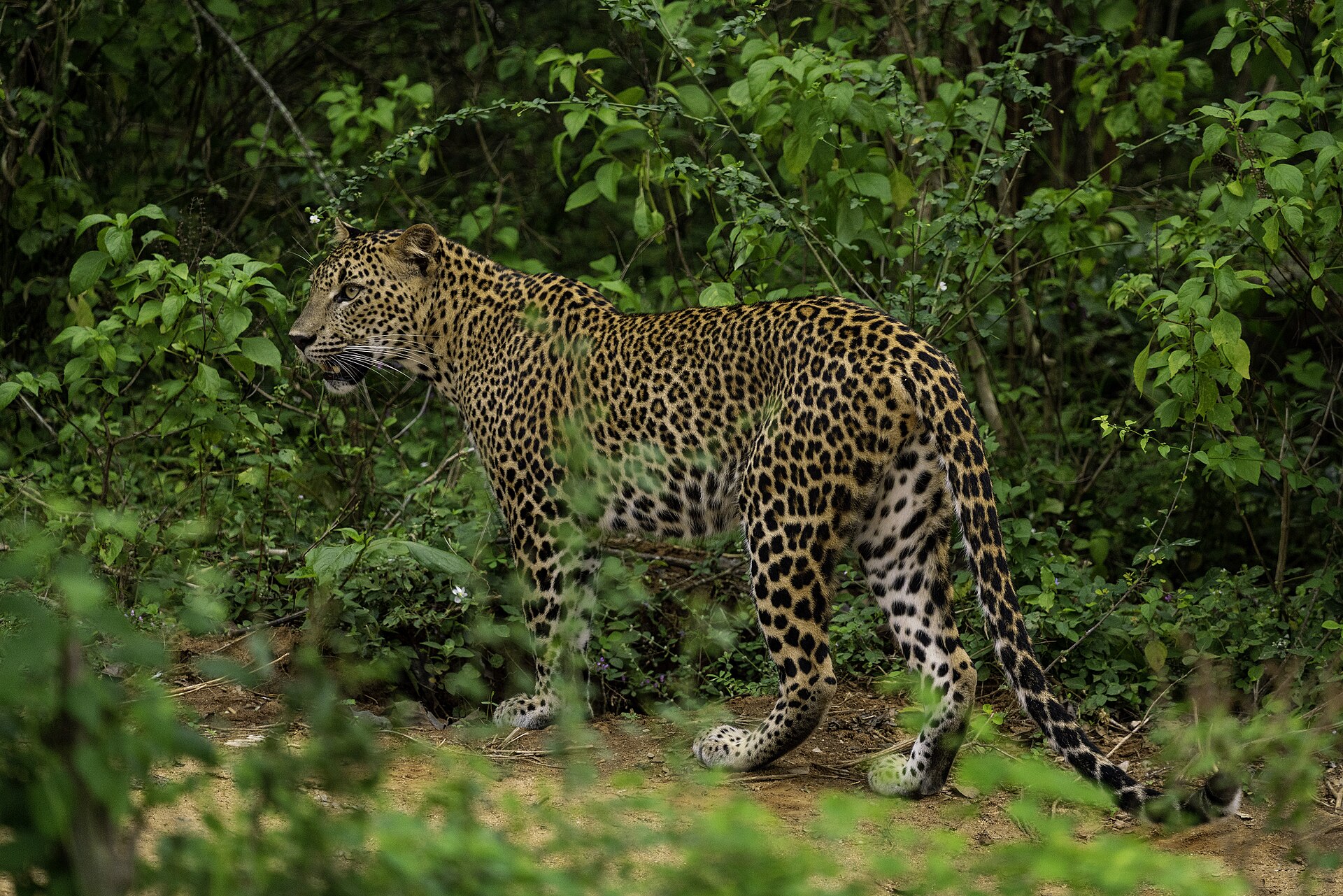 A Sri Lankan leopard walking through green scrub in Yala National Park.