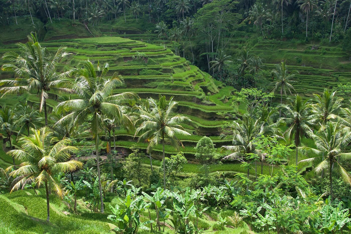 Palm trees standing over terraced rice fields near Ubud on Bali.